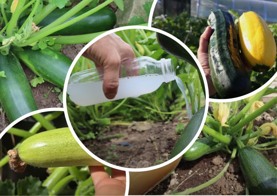 Садівники пояснили, чим на Полтавщині поливають кабачки після 1 вересня