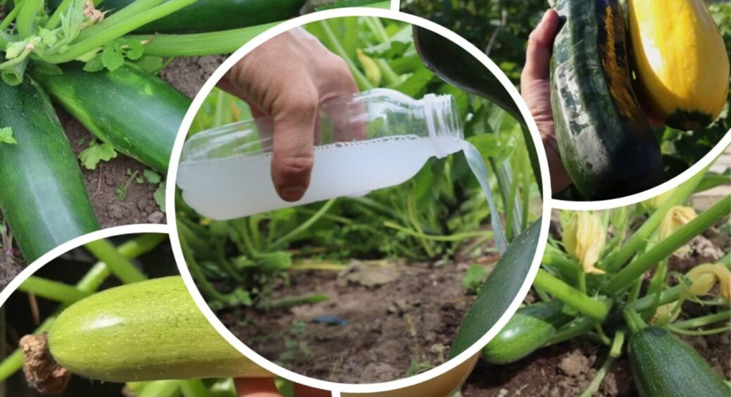 Ви подивіться, що діється з цими кабачками у серпні! У всіх загнулися, а я збираю по 5 з куща 