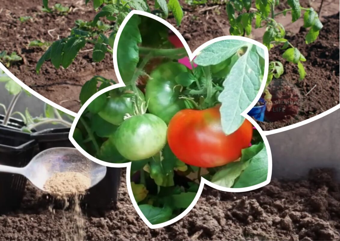 Садівники назвали найкращі безкоштовні кальцієві підживлення