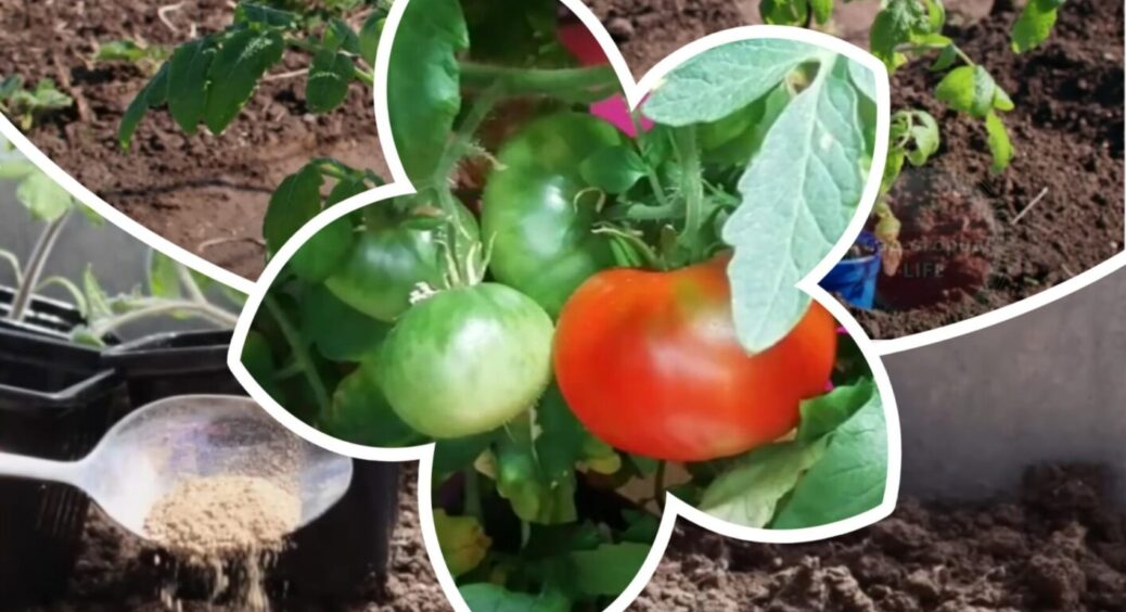 Ну і навіщо тепер гній? Всього 1 раз додаю щіпку цієї підгодівлі і помідори ростуть пачками 