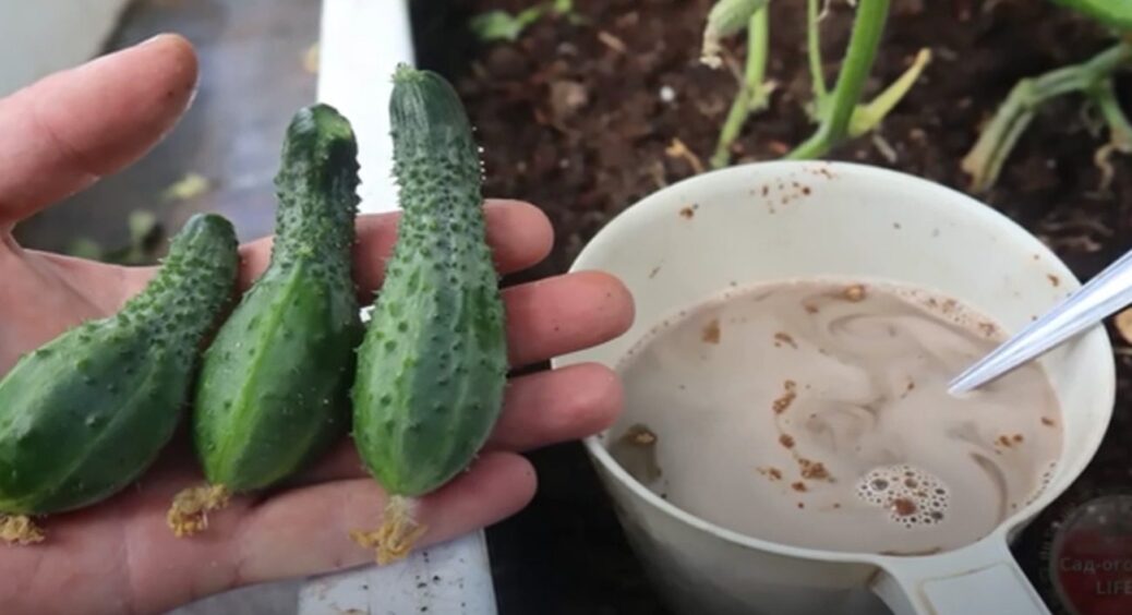Як тільки огірки починають рости неправильної форми – даю тільки ЦЕ: через 5 днів усе в нормі 