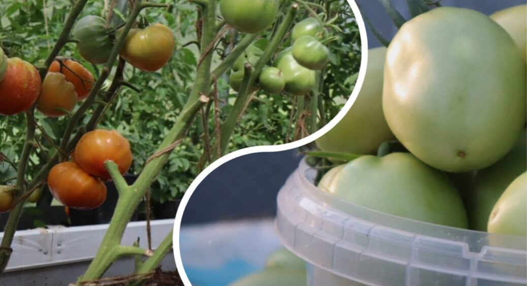 Коли краще зривати томати з куща? Зеленими чи чекати, поки почервоніють – 99% помиляються 
