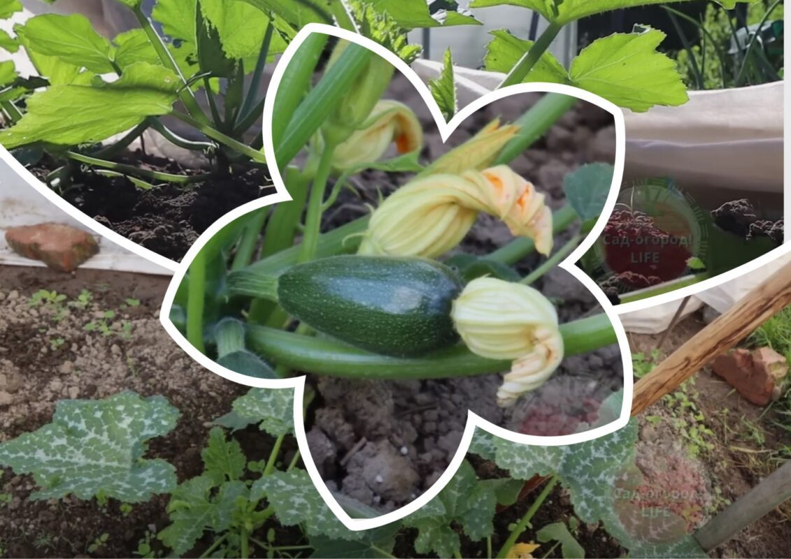 Городники назвали найкраще добриво для підвищення врожайності кабачків