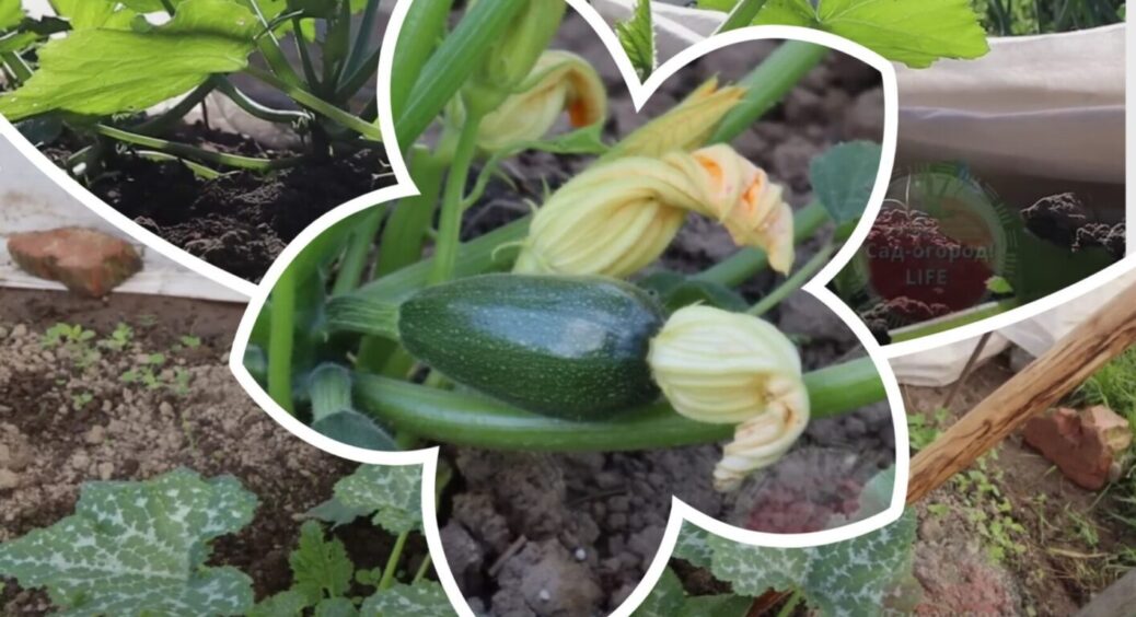 Більше 3-х кабачків тепер не саджаю: після цієї підгодівлі вони завалюють урожаєм до осені 