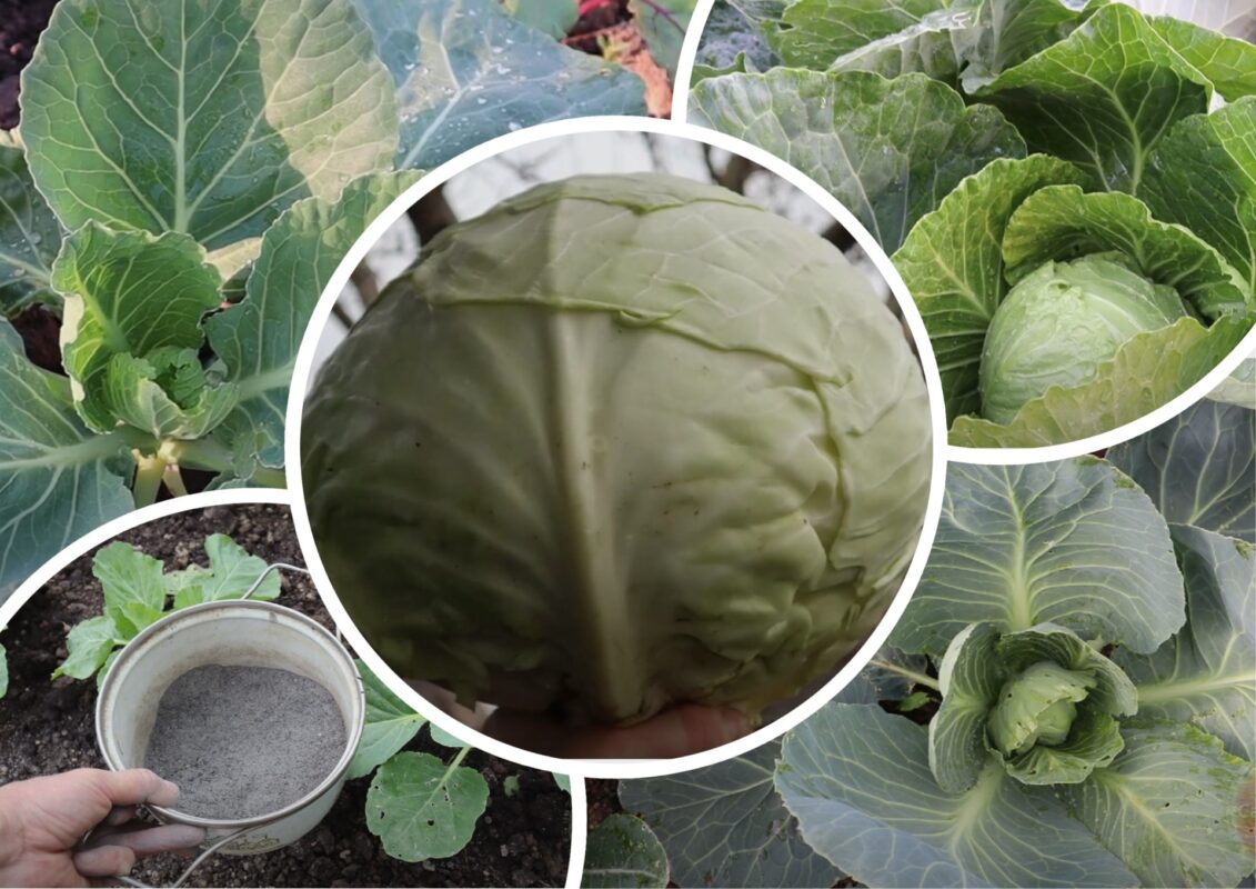 Городники розповіли, як покращити врожай капусти: качани по 7 кг мінімум