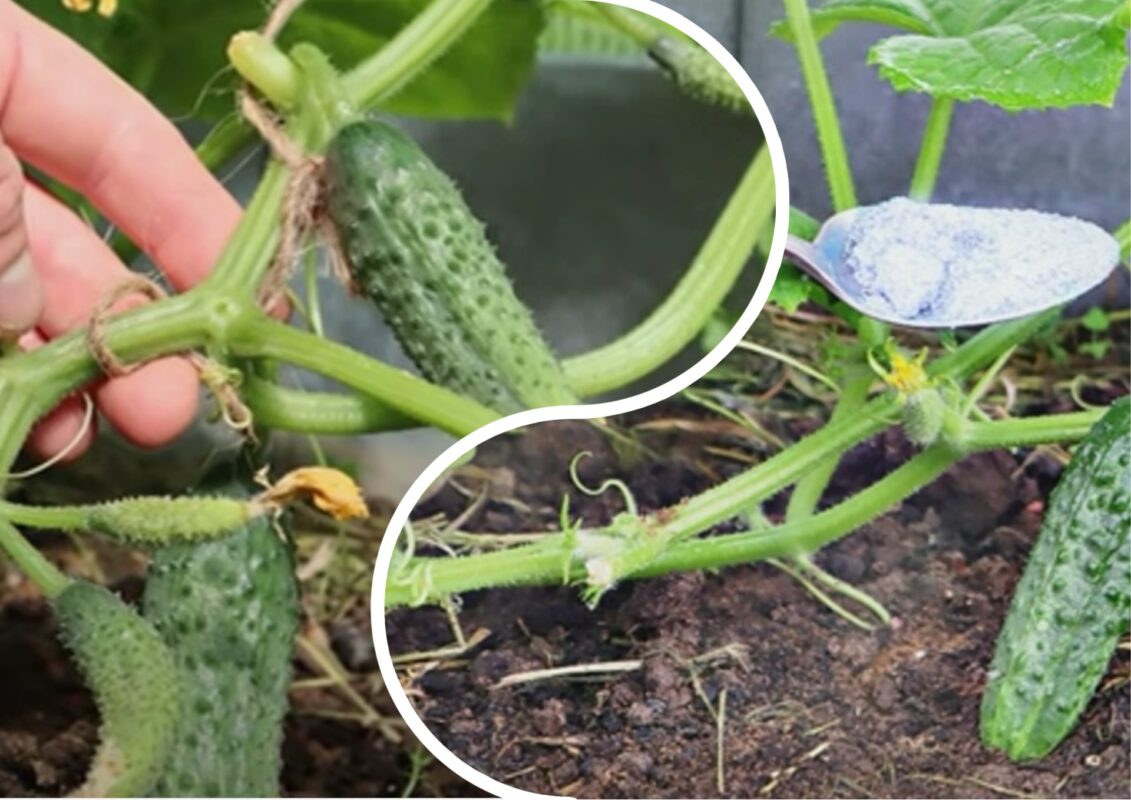 Експерт розповів, як виростити великий врожай огірків 