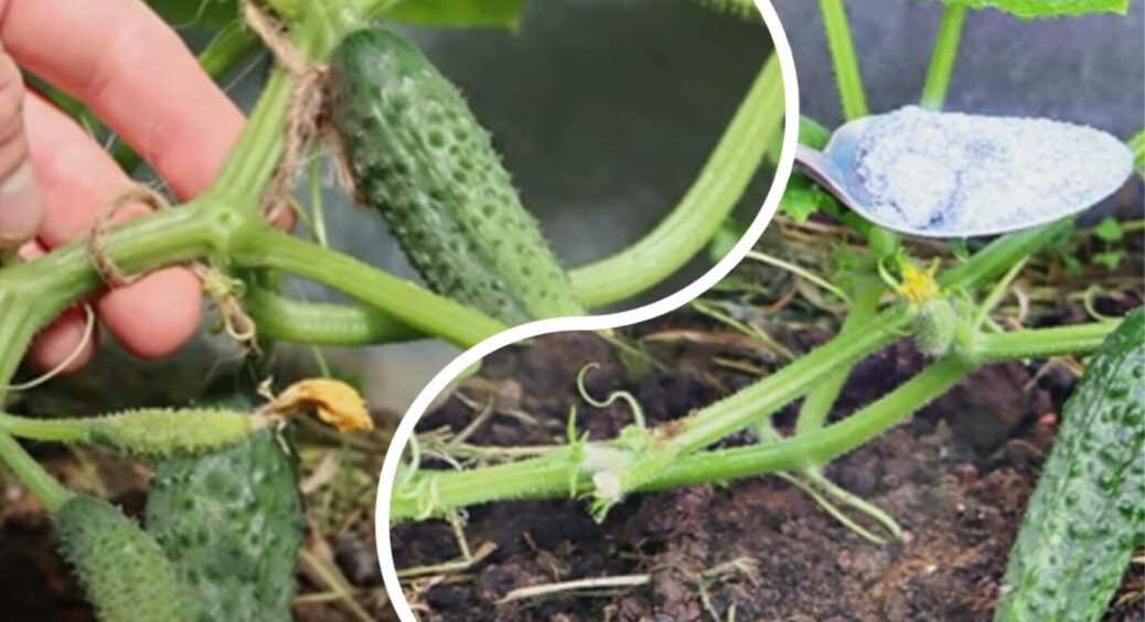 У серпні 2025 огіркам – обов’язково: урожай збираємо аж до жовтня! Кияни так роблять вже давно 