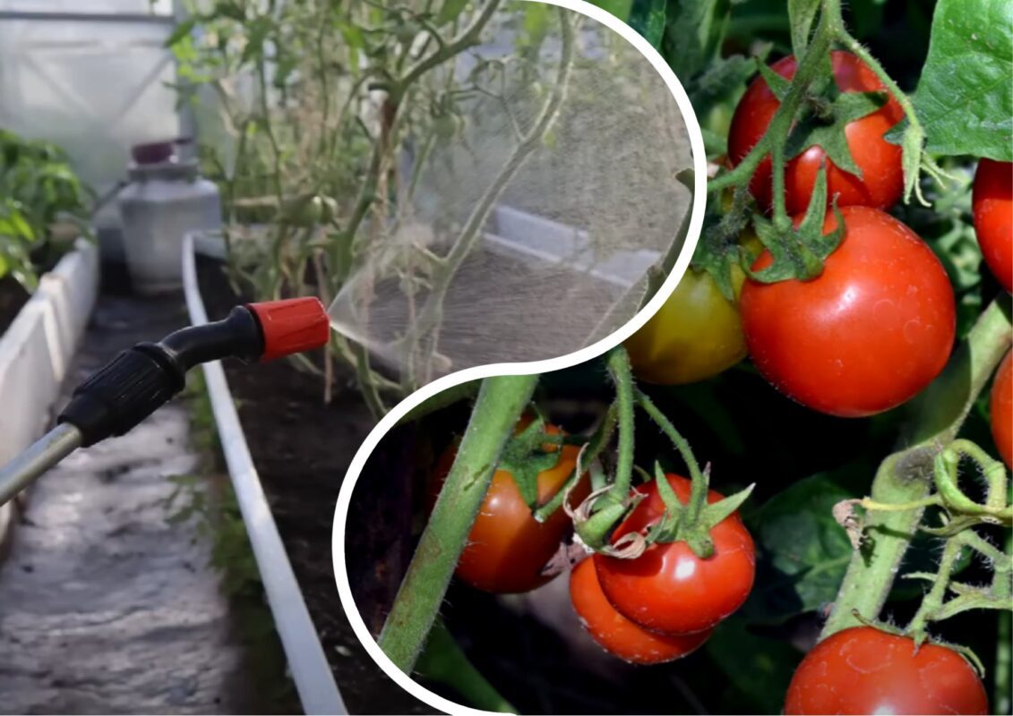 Городники розповіли, як допомогти томатам пережити спеку та зберегти врожай