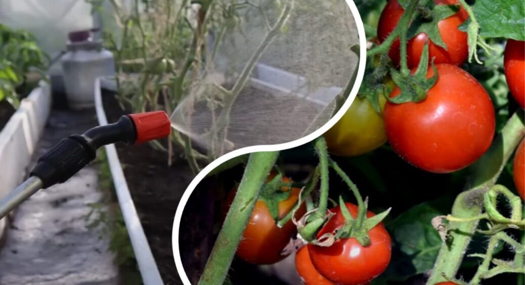 5 г + 10 л води і у вас буде найбільший урожай томатів у всьому селі: зробіть ЦЕ у спеку 