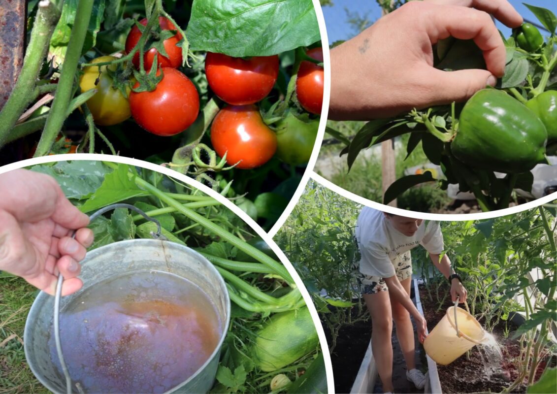 Експерт розповів, як захистити свій сад від хвороб