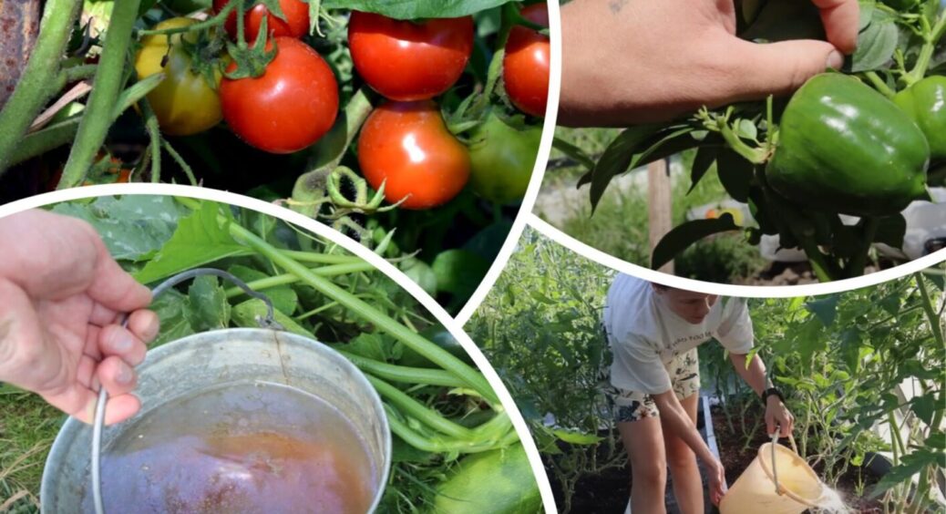 Полийте цим томати, перці та огірки у серпні і будете ще як мінімум 2 місяці збирати врожай 