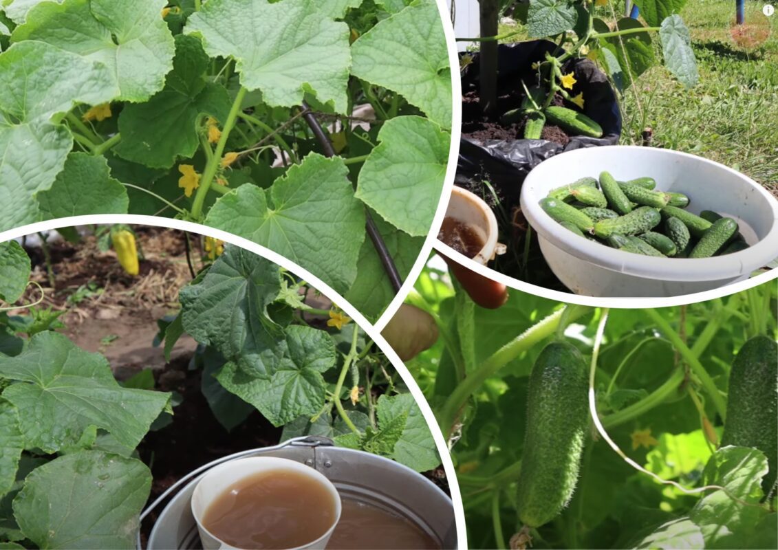 Городники назвали найважливішу підгодівлю для огірків у серпні