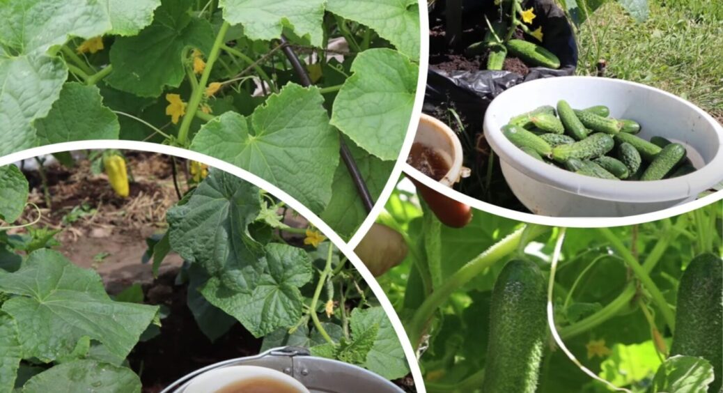 Саме ці дні – ідеальні для цього: не пропустіть дуже важливе підживлення огірків у 2025 році 