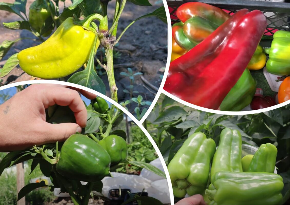 Городники розповіли, що зробити для швидкого дозрівання перців
