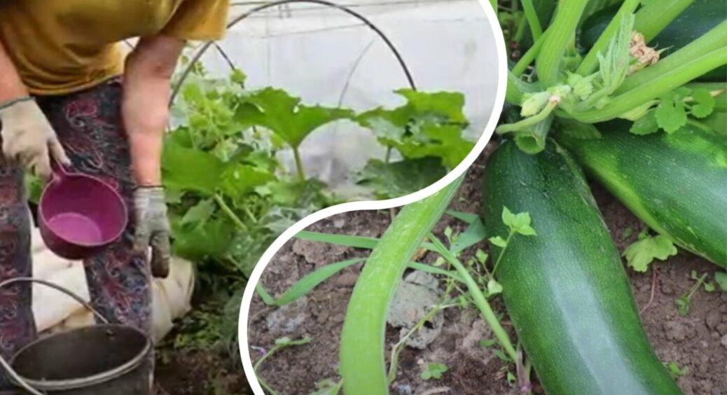 Як виростити мега-урожай кабачків без жодного підживлення: 3 секрети від баби Лині з Полтави 