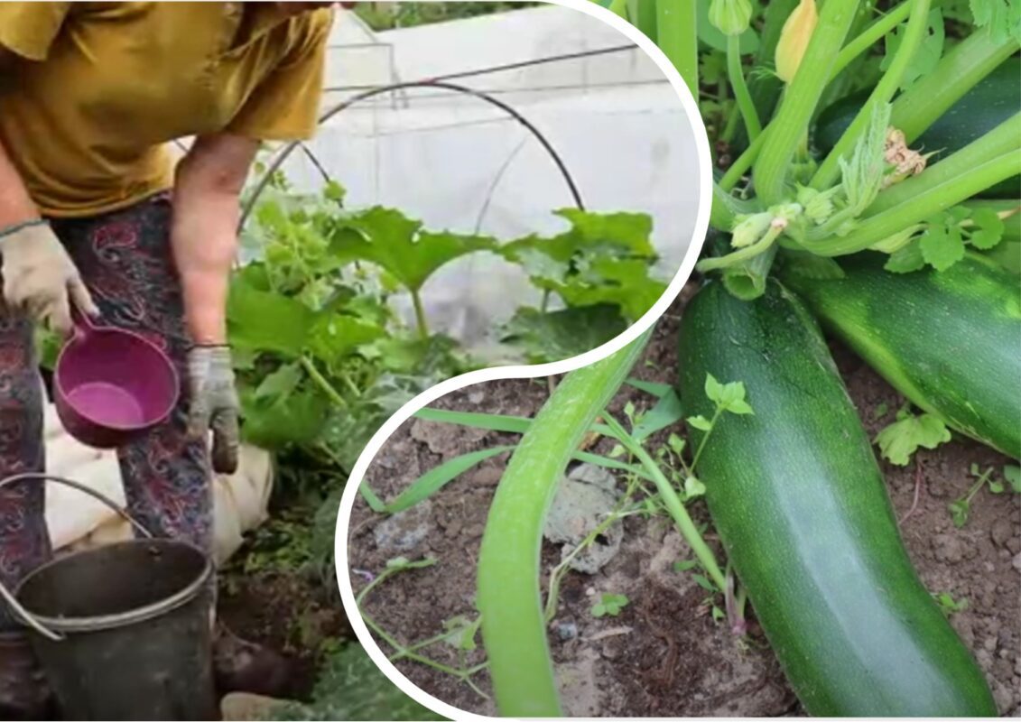 Городники назвали всі добрива, які обожнюють кабачки: дуже швидко ростуть