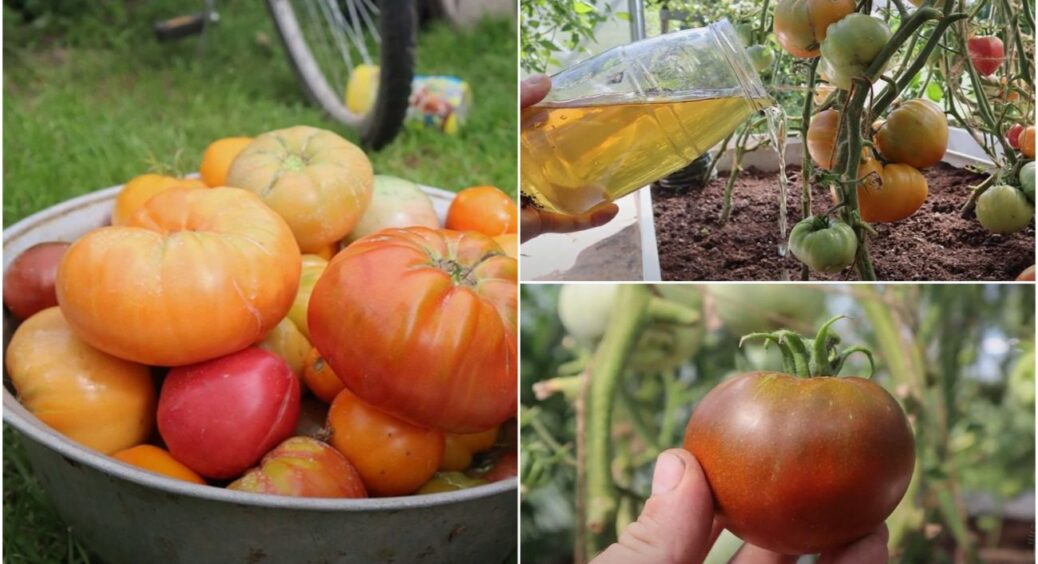Томати дуже швидко почервоніють! Перевіряла 100 разів! У серпні бризкаю і поливаю тільки ЦИМ 