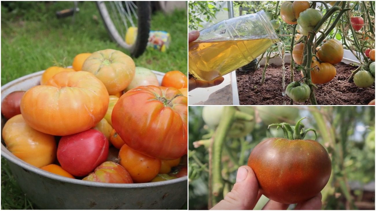 Городниця розповіла, чим поливає томати у серпні для прискорення дозрівання