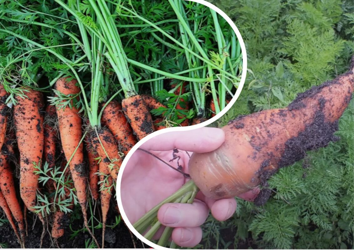 Городники назвали останню і дуже важливу підгодівлю для моркви у 2025 році