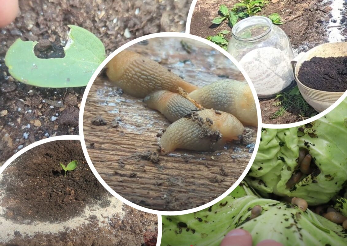 Городники пояснили, що приваблює слимаків на дачну ділянку