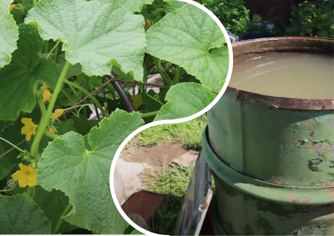 Городники розповіли, що можна додати в бочку для поливу, щоб збільшити врожай