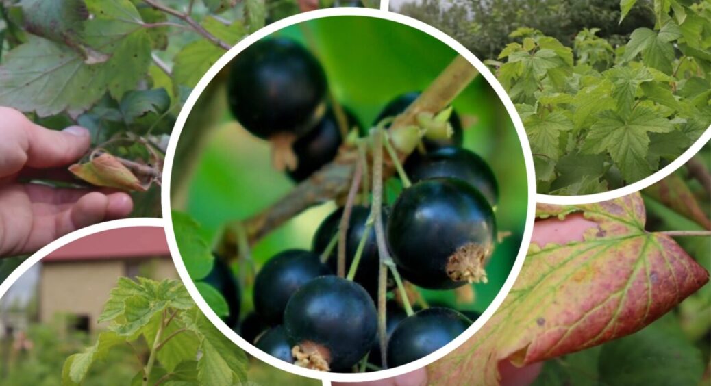 Мама завжди казала, якщо в серпні зробити так з кущами смородини – наступний врожай 100% здивує 