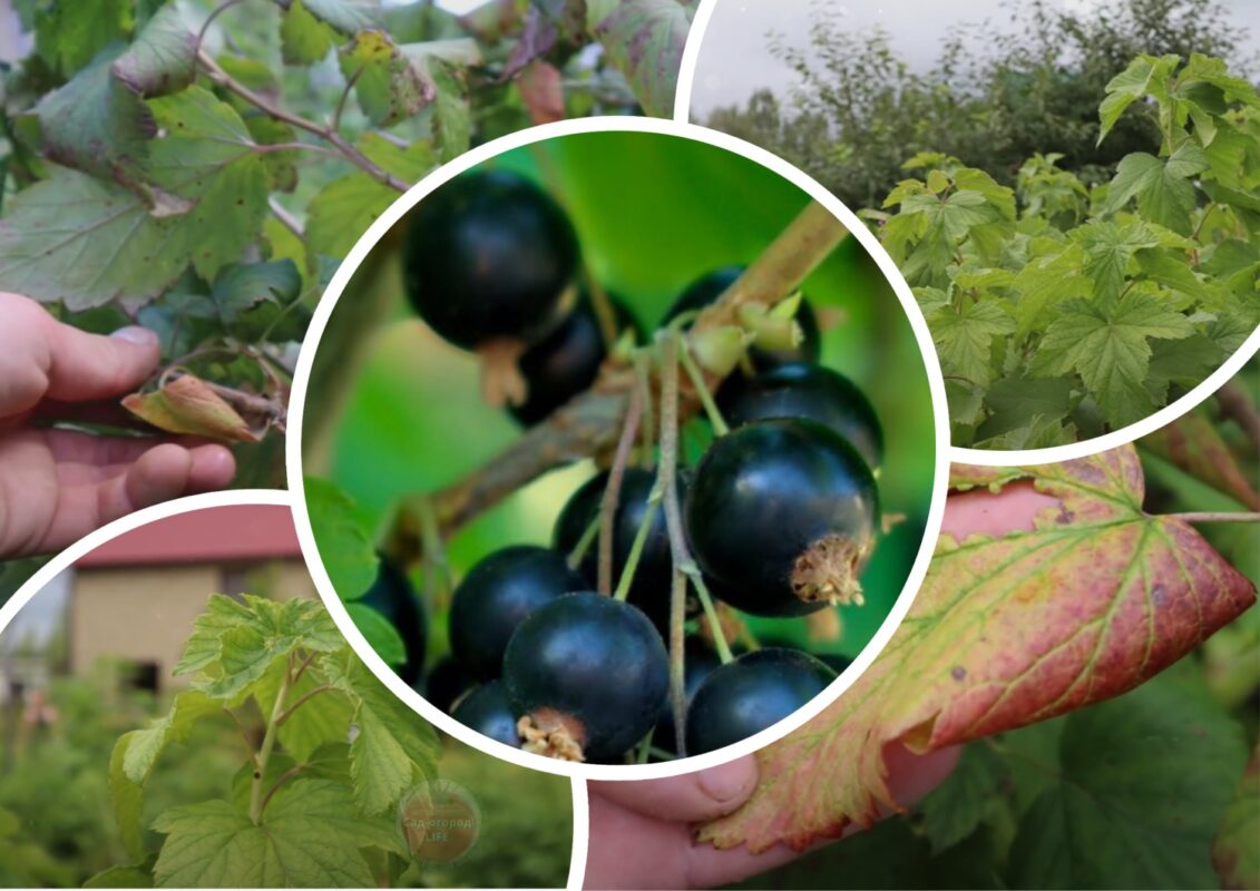 Городники розповіли, що зробити зі смородиною у серпні, щоб збільшити наступний врожай