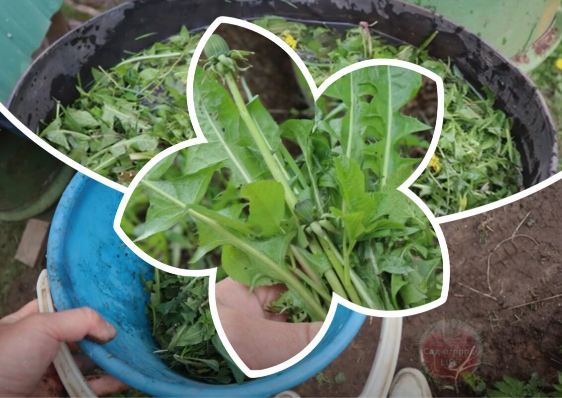 Городники розповіли, як зробити найефективніше добриво своїми руками