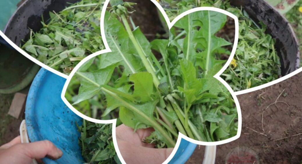 1 натуральне добриво збільшить урожаї в 3 рази! Як зробити все правильно, щоб був результат 