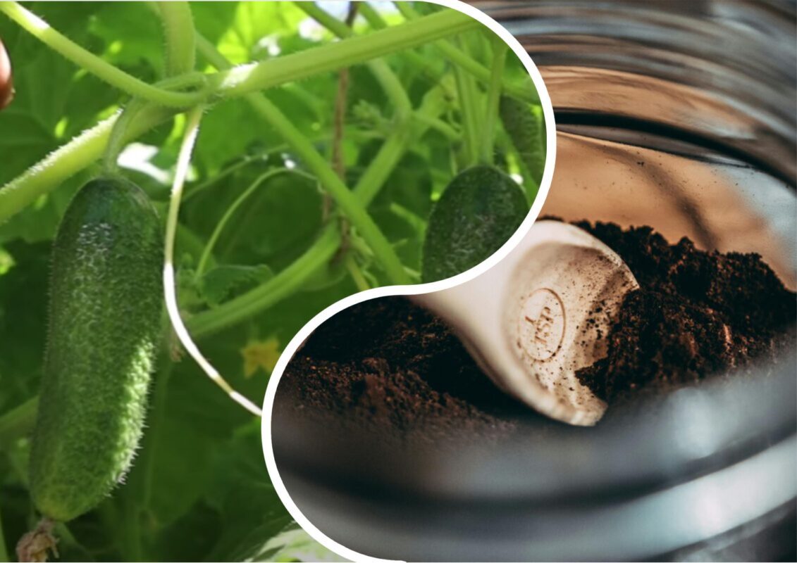 Городники назвали одне з найкращих добрив для огірків