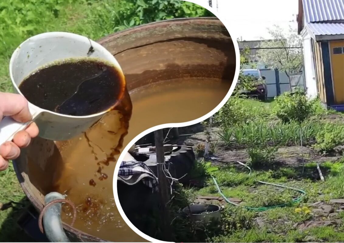 Садівники пояснили, як обробити город від фітофтори без хімічних наворотів