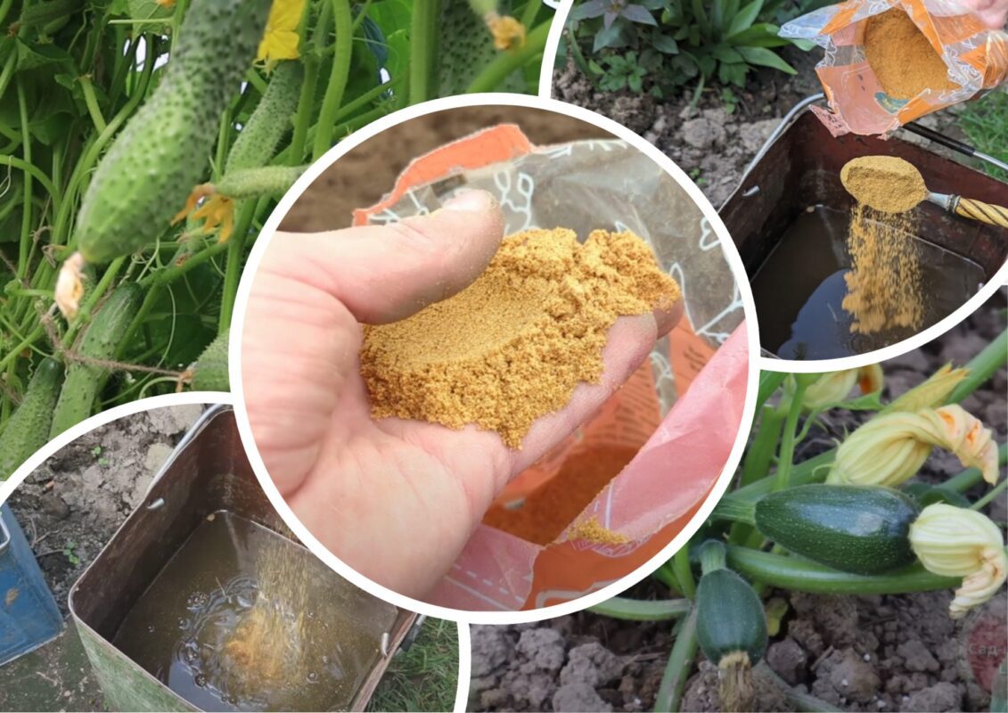 Городники дали рецепт добрива, яке в 10 разів потужніше і дешевше за гній