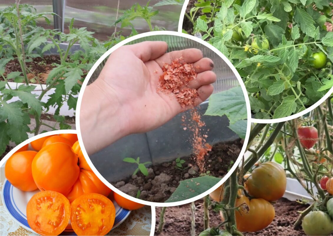 Городники назвали найкраще добриво для томатів: не зола і компост