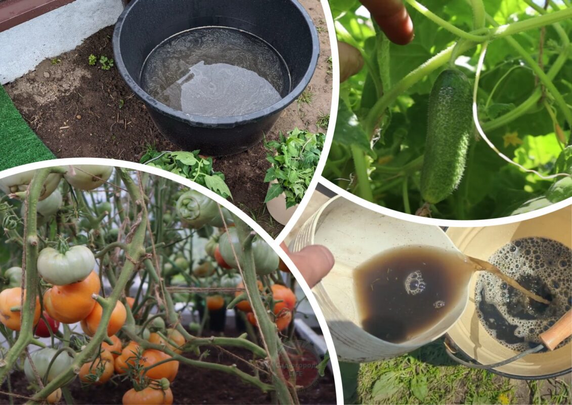 Садівники пояснили, як різко та дієво вивести всю сіру гниль зі свого городу