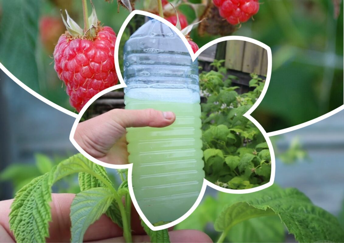 Городники розповіли, що зробити з малиною зараз, щоб у 2026 був рекордний урожай