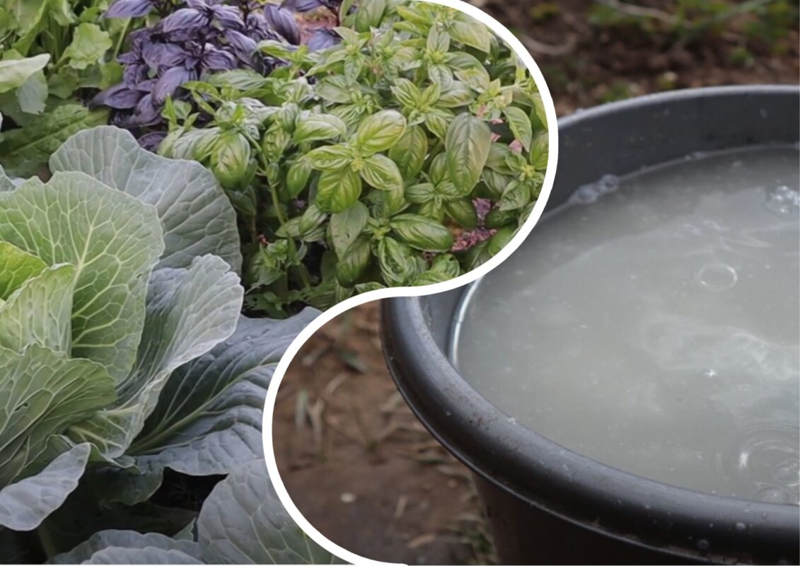 Городники назвали найефективніший засіб без хімії від шкідників