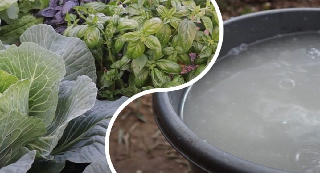 Подруга з Полтави навчила: цей 1 препарат без хімії прожене всіх шкідників із саду та городу 