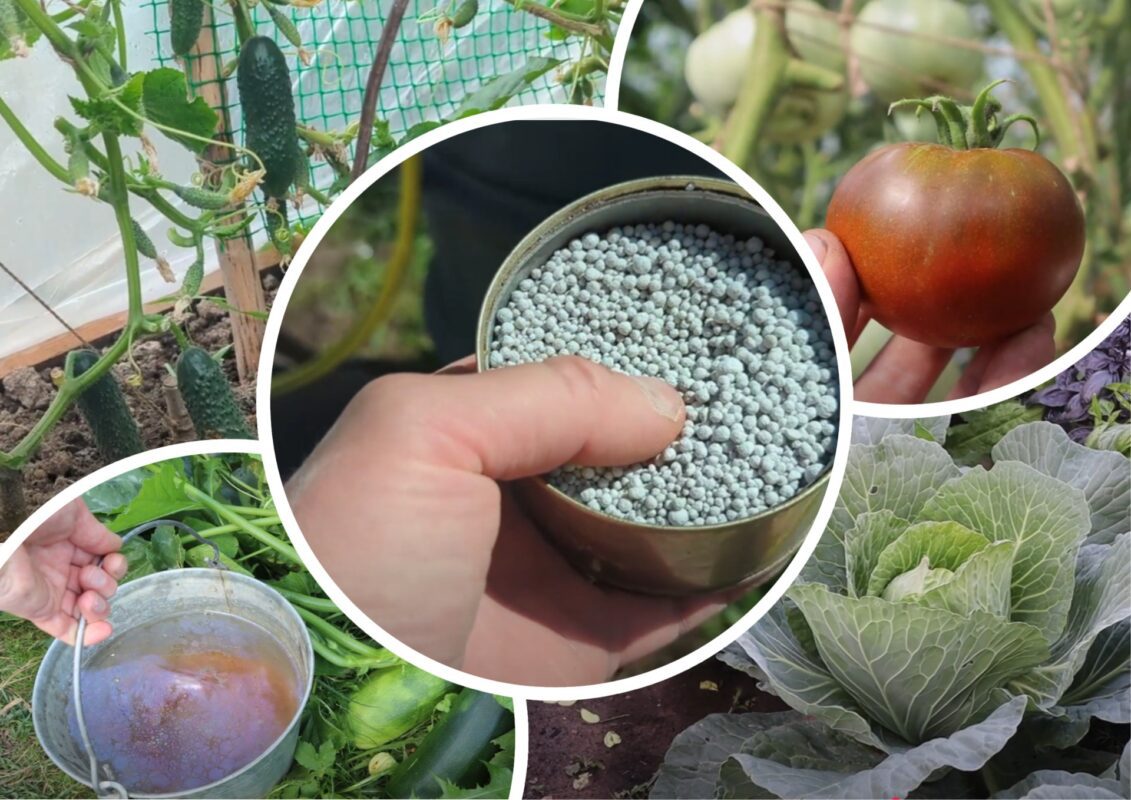 Городники розповіли, як продовжити врожай усіх овочів на городі ще на 3 місяці