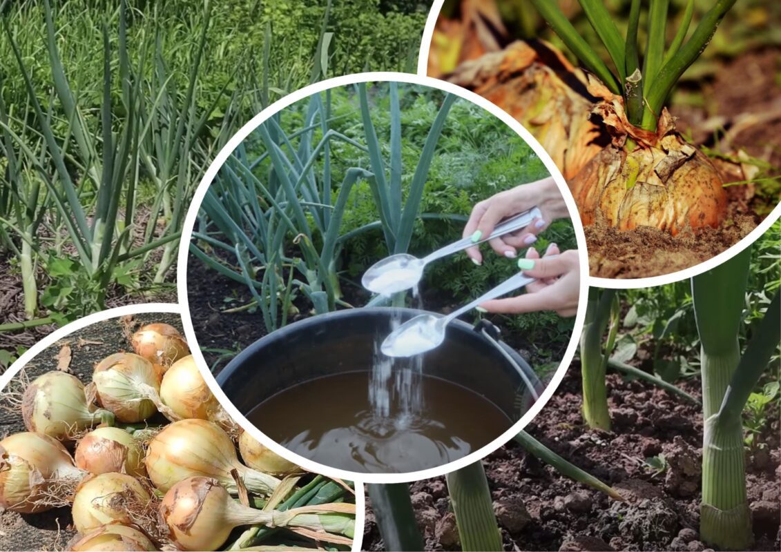 Городники дали рецепт останнього підживлення для цибулі у 2025 році