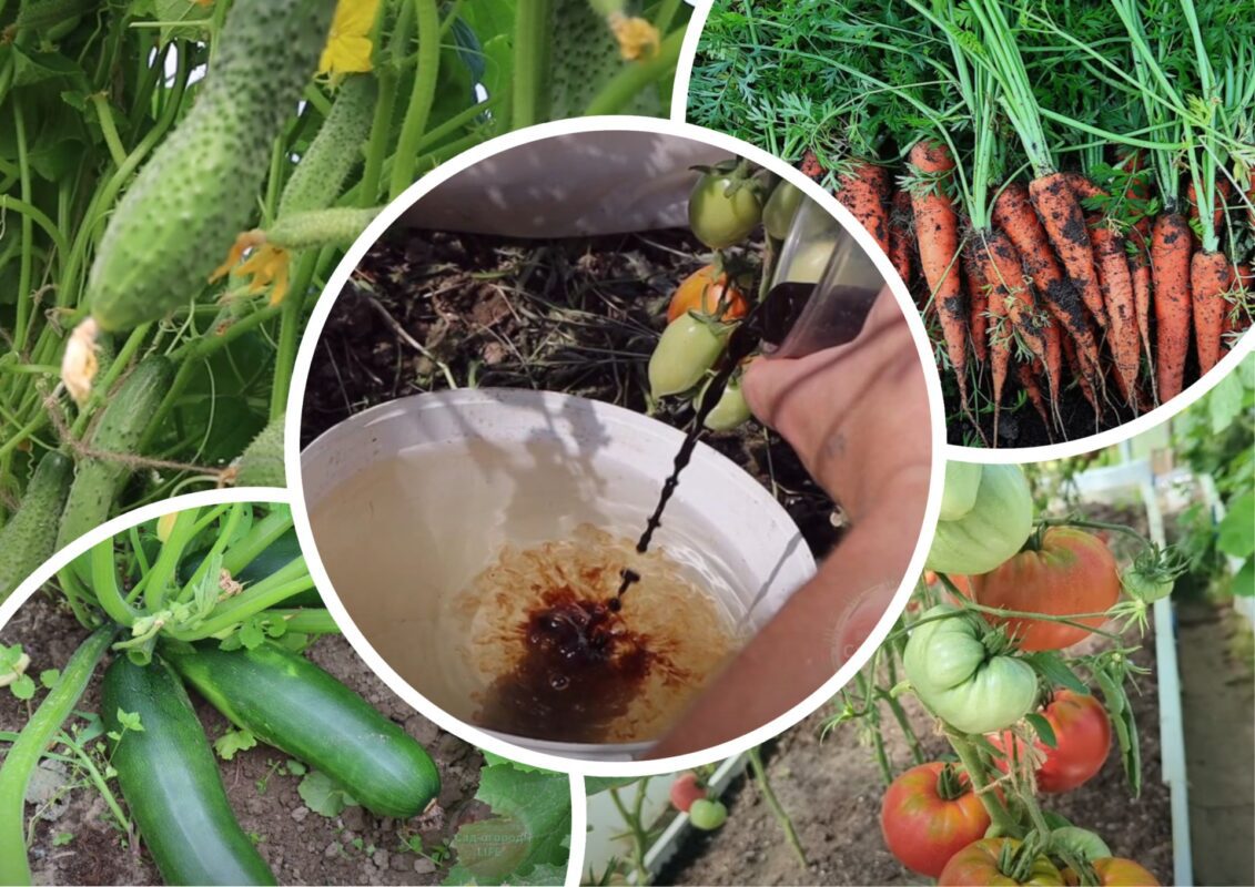 Городники назвали підживлення №1: овочі зростають, як на дріжджах