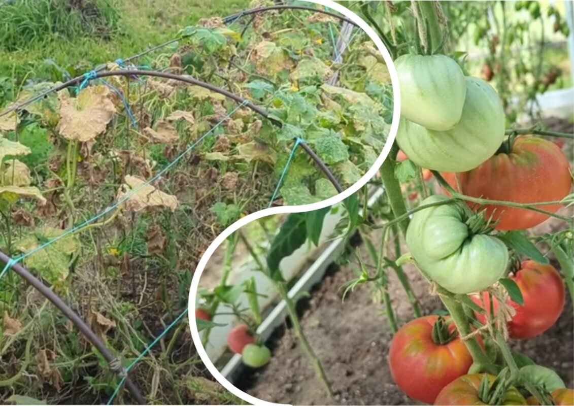 Городники розповіли, як поєднувати 2 добрива, щоб посилити результат