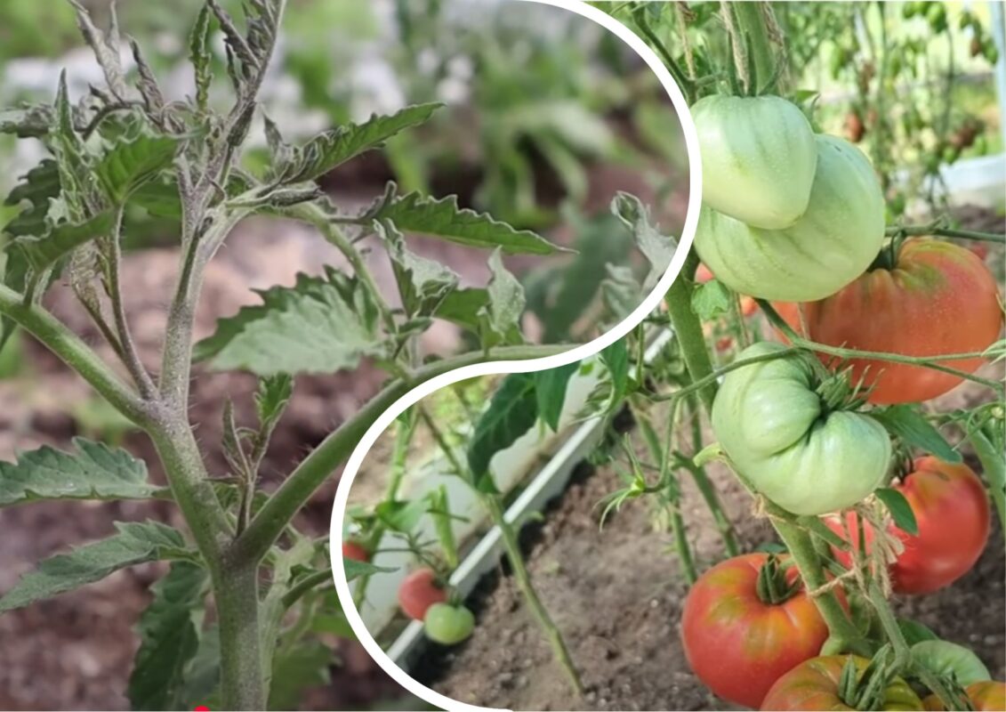Городники розповіли, яке добриво найкраще діє на томати