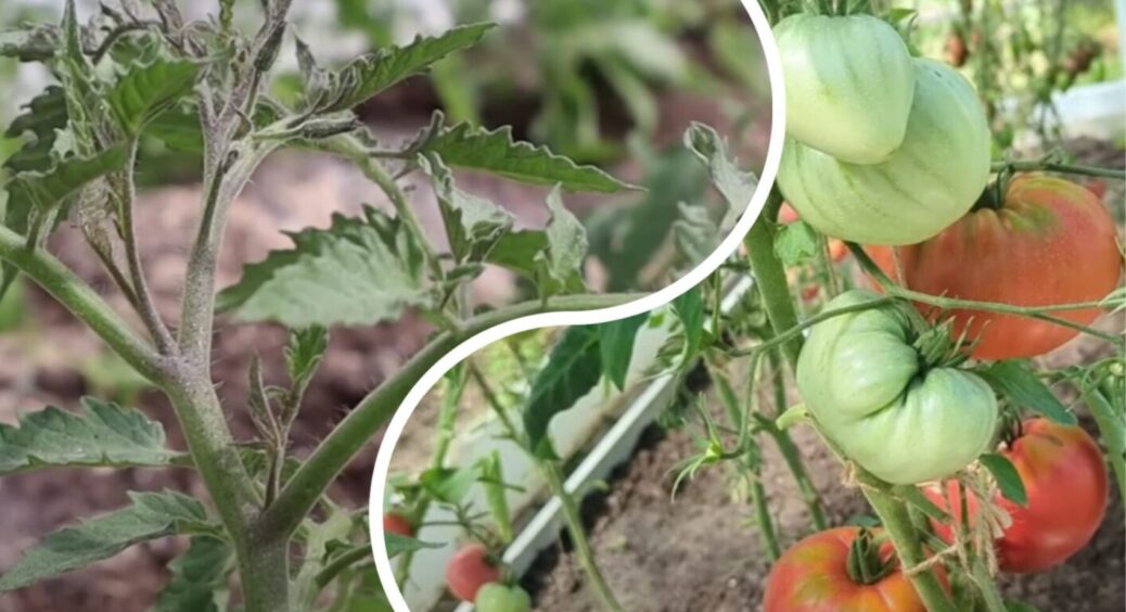 Томати з кволих у товстенькі за 3 дні! Чому обов’язково потрібно давати ЦЕ диво-підживлення 