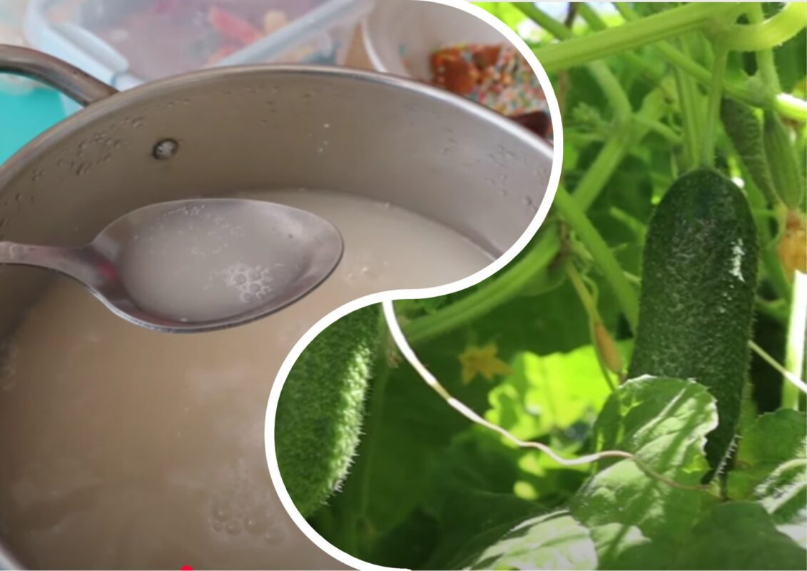 Городники назвали найефективніше добриво для огірків: секрет розкрито