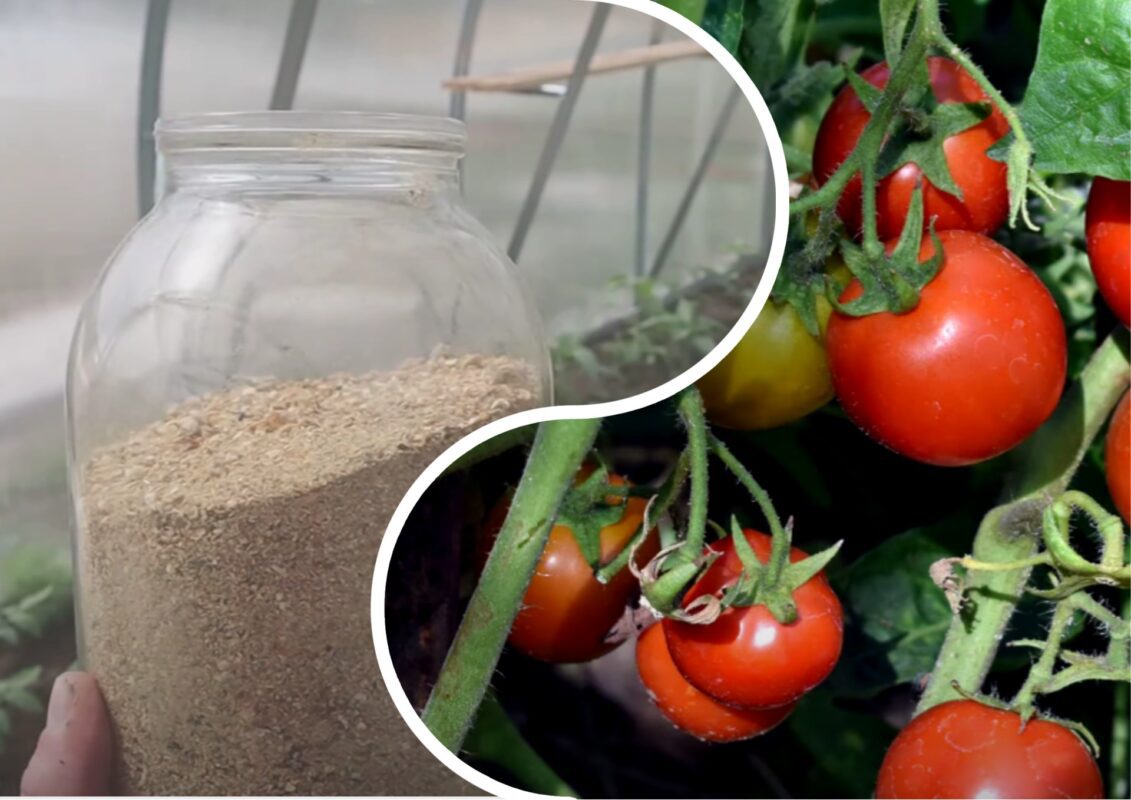 Городники розповіли про нове ефективне натуральне добриво для томатів
