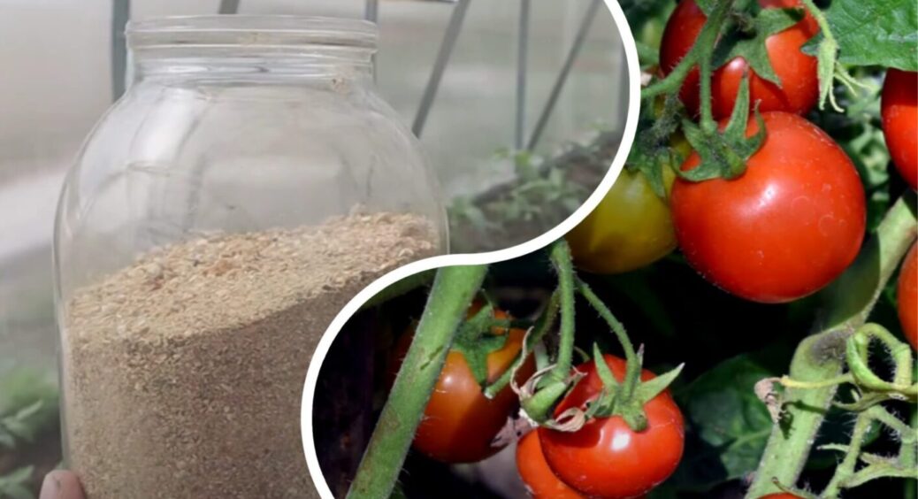 Повністю замінили золу та дріжджі: ось чим на Львівщині підгодовують томати вже понад 30 років 