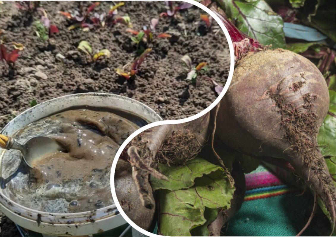 Городники розповіли про найкраще добрива для буряків