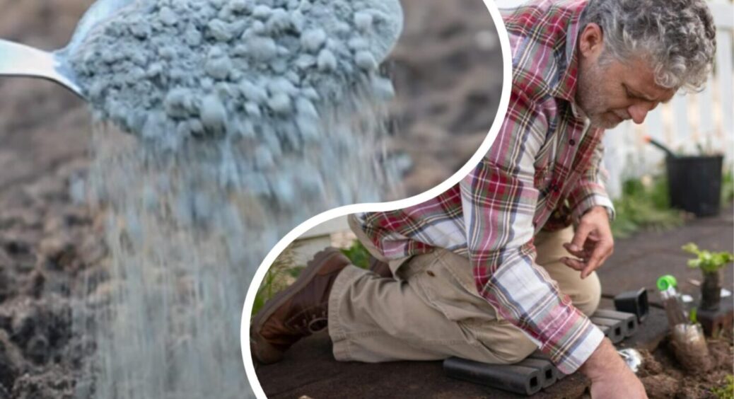 Найпопулярніше добриво у Канаді – у нас продається за копійки! 1 склянка восени і врожаю море 