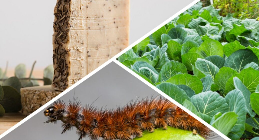 Чудо-еліксир від гусені на капусті: 1 чайна ложка на 5 літрів води – і шкідники врожай не поїдять 