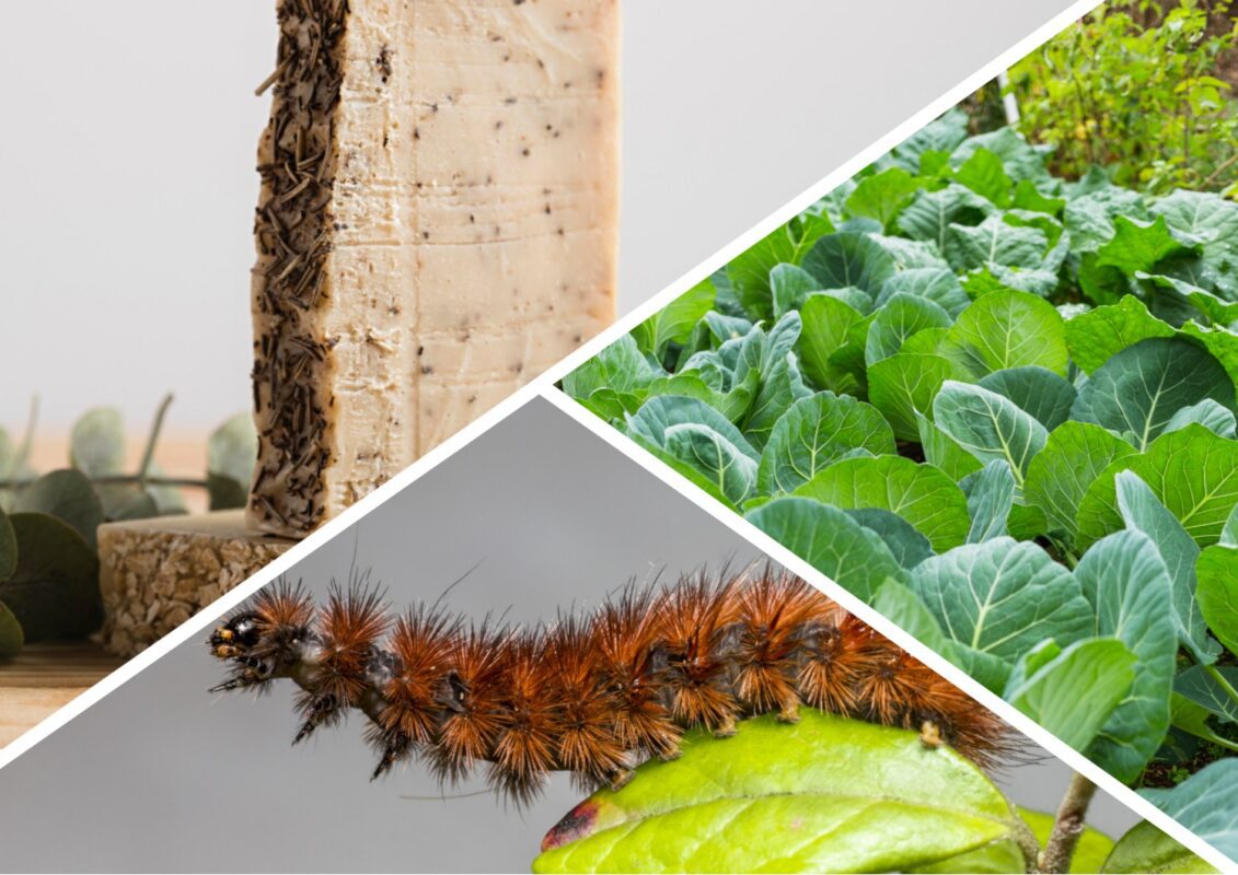 Фахівці розповіли, як врятувати білокачанну капусту від гусениць